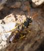 Nomada succincta